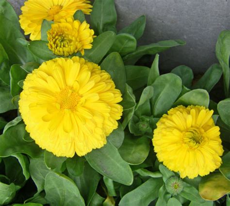 キンセンカ（金盞花） に対する画像結果