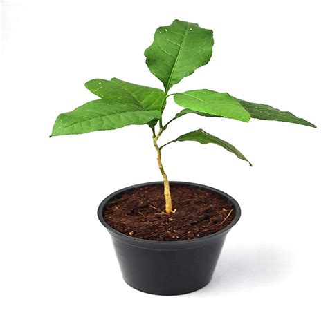 Buy Bel Patra (बेल पत्र) Plant Online at Best Price with Home Delivery