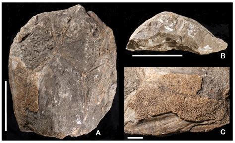 Type Crania of the Devonian Placoderm Macropetalichthys from North ...