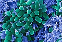Image result for microbe