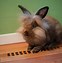 Image result for Lionhead Bunny Rabbits