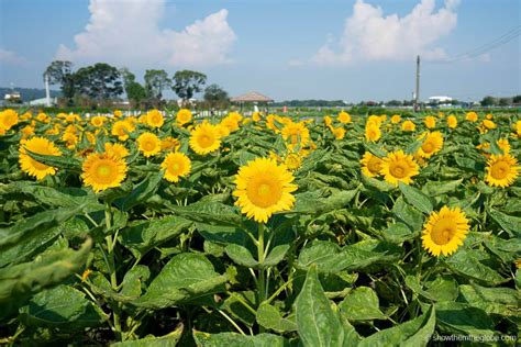 Go to Flower Market 的图像结果