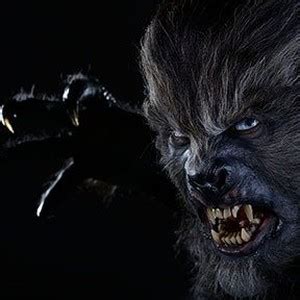 Image result for Wolves Ladybug