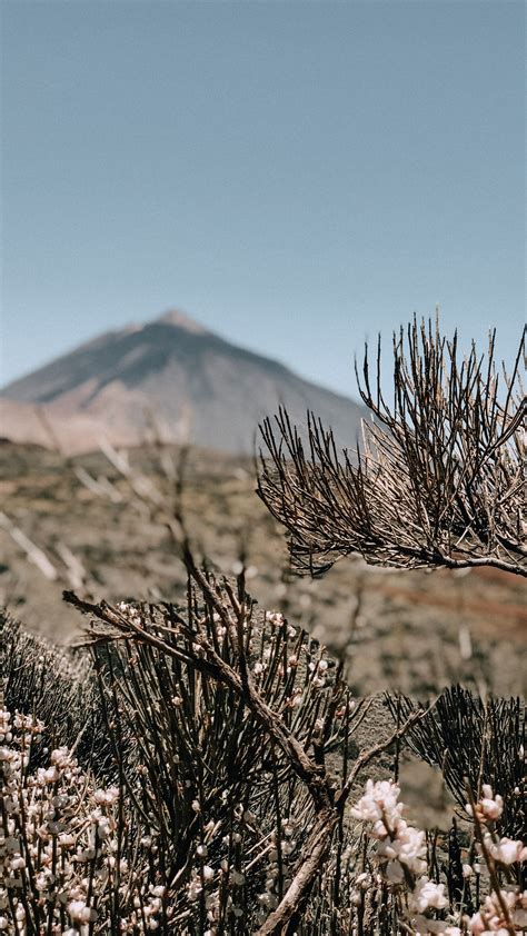 volcano tea house las vegas - Sharleen Mcdonnell