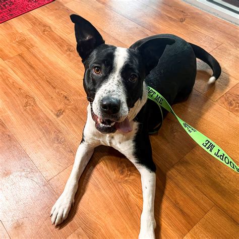 Image result for Cat Behavior Problems