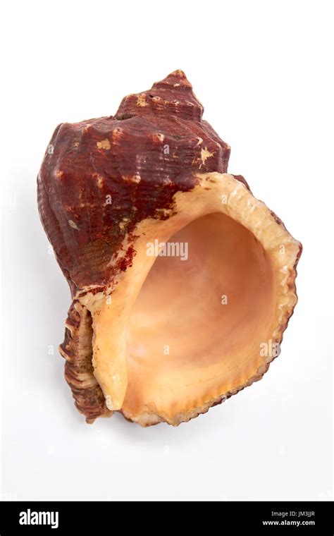 Empty sea shell hi-res stock photography and images - Alamy