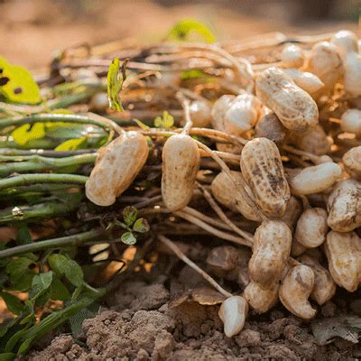 Pavitra Industries \ India is one of the largest exporters of spices in ...