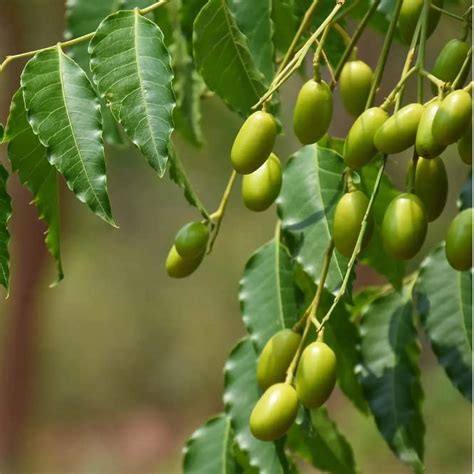 Buy Neem Tree, Nim Tree Plant online at best price