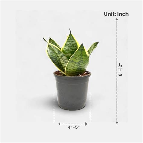 Buy Sansevieria Compacta Dwarf - Snake Plant online at best price