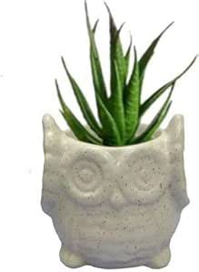 India Meets India Owl Shape Ceramic Khurja Pottery Handmade Planter (3. ...