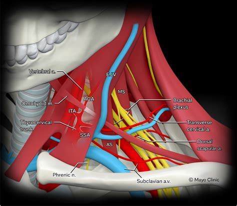 The posterior triangle and posterior muscles of the neck in 3-dimensions: creating a digital ...