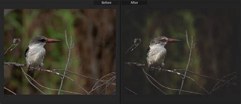 Lightroom Collection Set 的图像结果