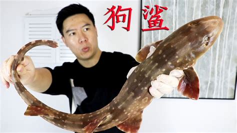 300买一条狗鲨鱼，炖一锅鲨鱼肉，肉嫩味鲜，满满的胶质感，过瘾！【小文哥吃吃吃】