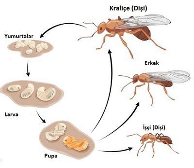 Karıncalar (Formicidae)