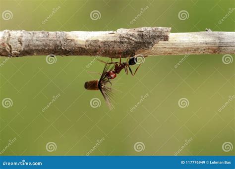 Strong and Hard-working Ant Carries Seeds Stock Image - Image of strong ...