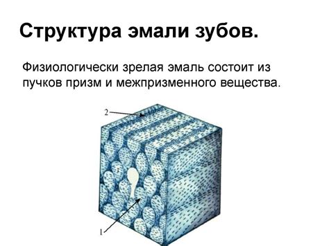 Строение здоровой эмали. Её состав, структура, свойства и функции ...