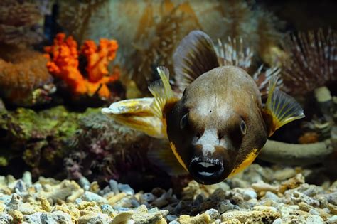 Majestic aquarium dwellers Images - Free Download on Freepik