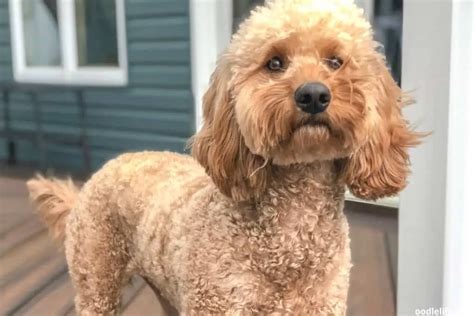 Image result for Straight Hair Cockapoo