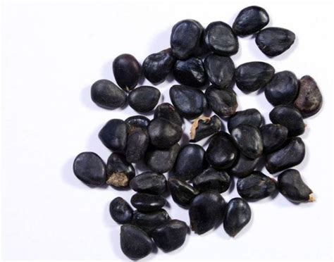 EasySeeds Manilla Tamarind, Madras Thorn, Sweet tamarind, Jungle Jalebi ...