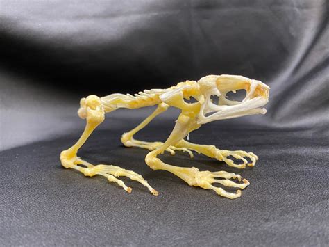 Frog Skeleton