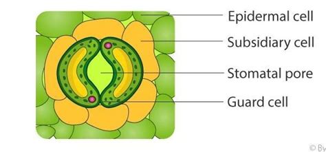 What is stomata????? - Brainly.in