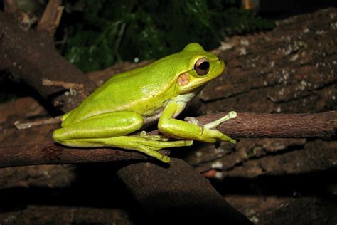 Researchers make worrisome discovery while studying Amazon tree frogs: 'Many of these species ...