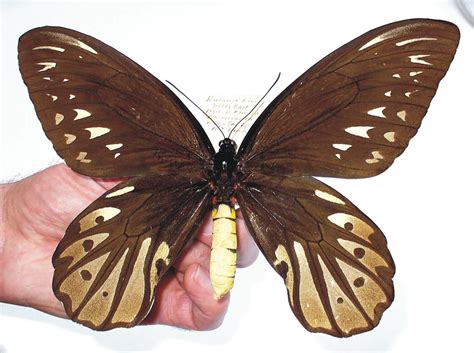 Star objects of our collection – The Queen Alexandra’s birdwing ...