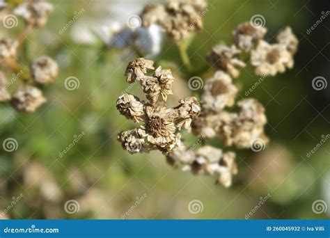 Sneezewort yarrow stock photo. Image of leaf, european - 260045932