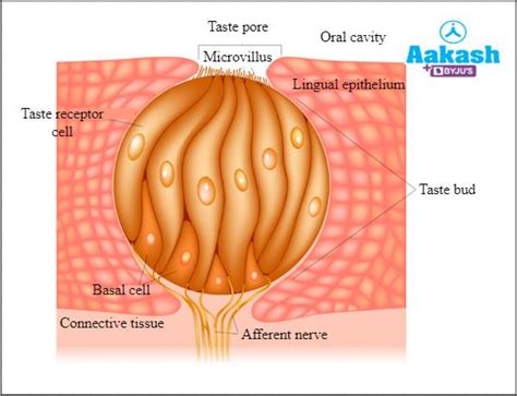 Tongue: Location, Structure, Functions, Conditions Affecting Tongue ...