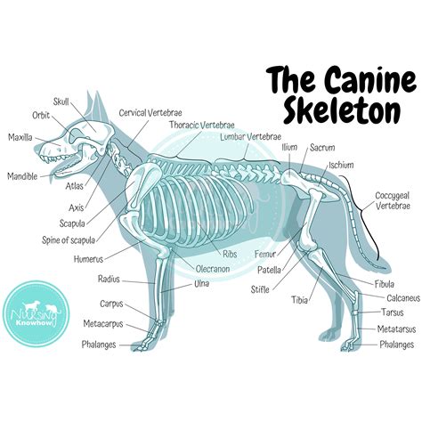 Buy The Canine Skeletal Anatomy Poster Online in India - Etsy