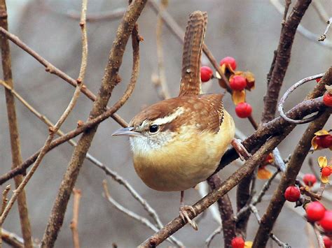 Carolina Wren - NestWatch