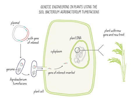 Plant Genetics | Future of Food | by Pamela Ronald