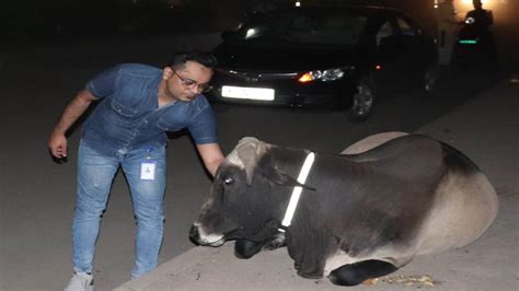 भोपाल के आसपास के राज्य मार्गो से सड़क दुर्घटनाओं में कम से कम 93 गायों ...
