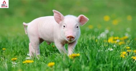 Pig Scientific Name | Scientific Name of Pig
