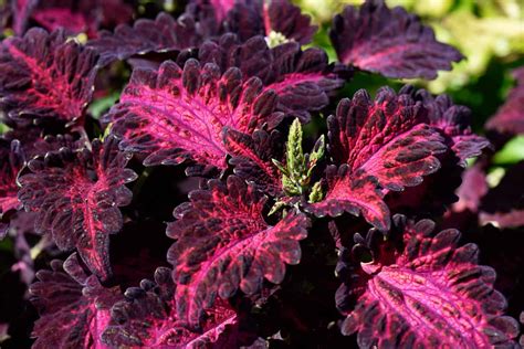Is Coleus a Perennial Or an Annual? - A-Z Animals