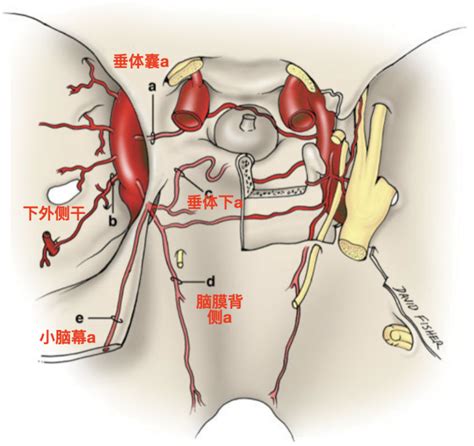 脑血管解剖学习笔记第35期：颈内动脉海绵窦段解剖