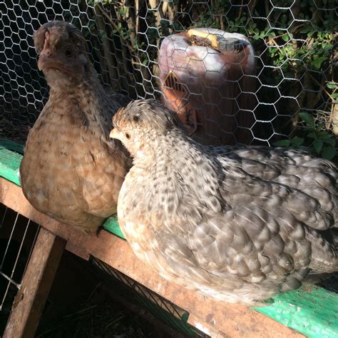 Cream Legbar For Sale | Chickens | Breed Information | Omlet