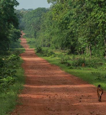 flora in Tadoba, Tadoba flora, flora species in Tadoba