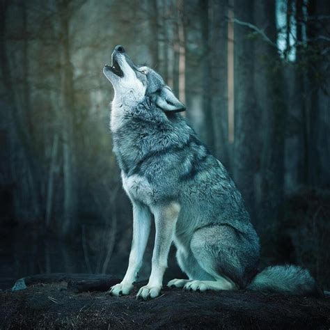 Image result for 51 Wolves Howling