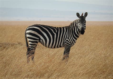 How do animals get their stripes and spots? Scientists finally have an ...