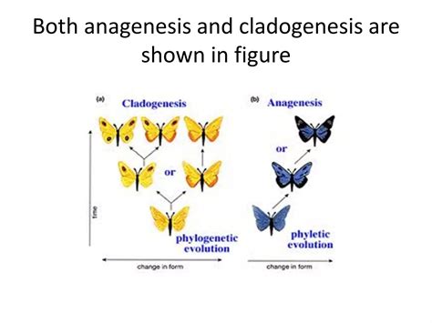 Production of new evlutionary lineages | PPTX