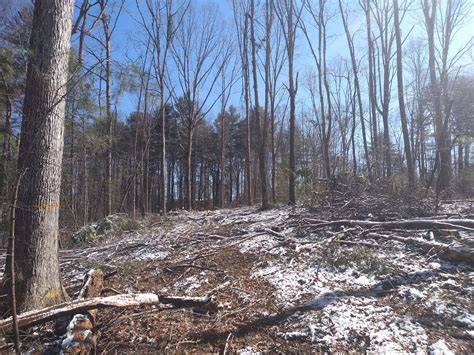 Oak-shelterwood-harvest - Wildwood Consulting