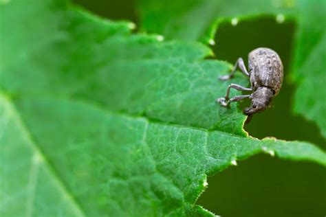 When Do Humans Go Extinct 的图像结果