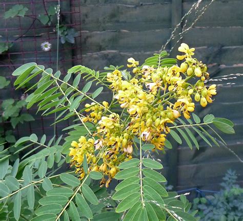 Wild Senna | The Amateur Plantsman