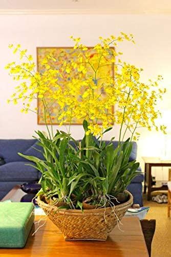ROYAL LAND Oncidium Orchid Plant Yellow Dancing Lady 1 Healthy Live ...