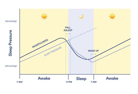 What Are Circadian Rhythms? The Sleep-Wake Cycle Connection