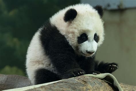 AMBIL SEKARANG