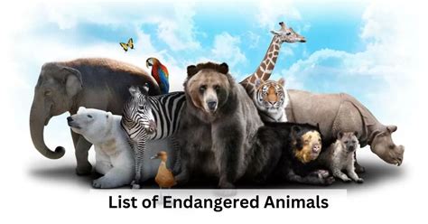Top 10 Endangered Animals