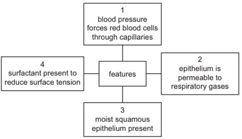 Image result for Diffusing Capacity of Oxygen
