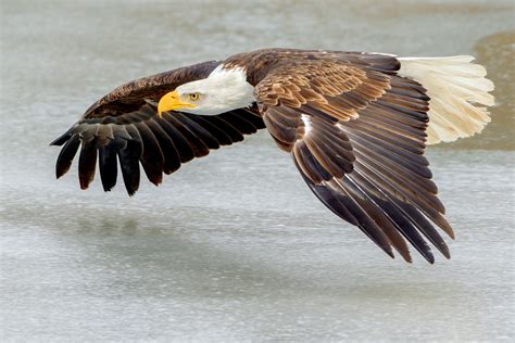 Free photo: Bald Eagle Flying - Animal, Bald, Bird - Free Download - Jooinn